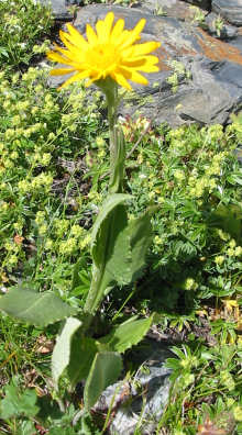 Arnica