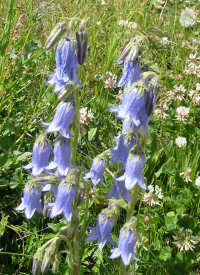 Campanule barbue