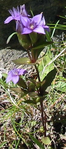 Gentianella