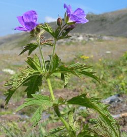Géranium des forêts