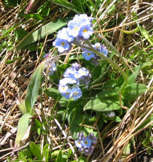 Myosotis