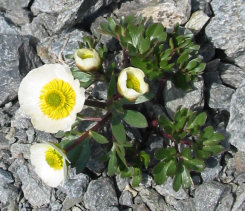 Renoncule des glaciers