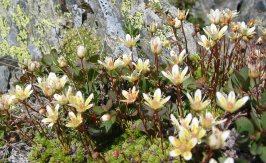 Saxifrage